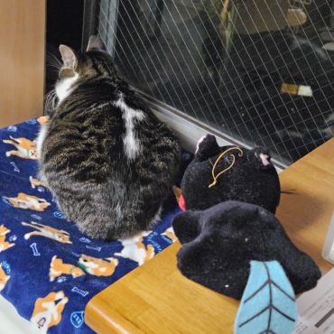 背中に十字架のある地域猫のペロちゃん。。