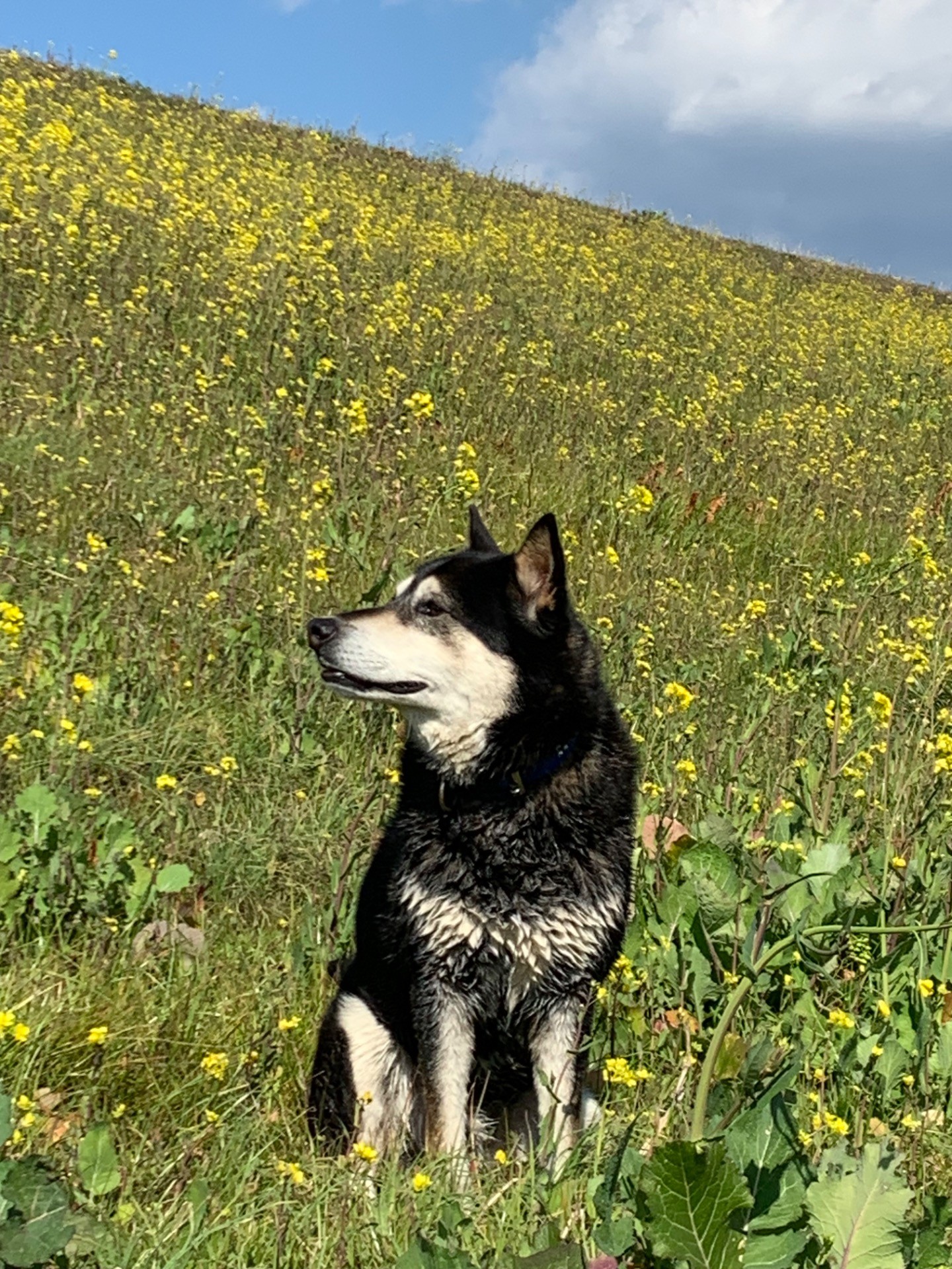 空と菜花と犬