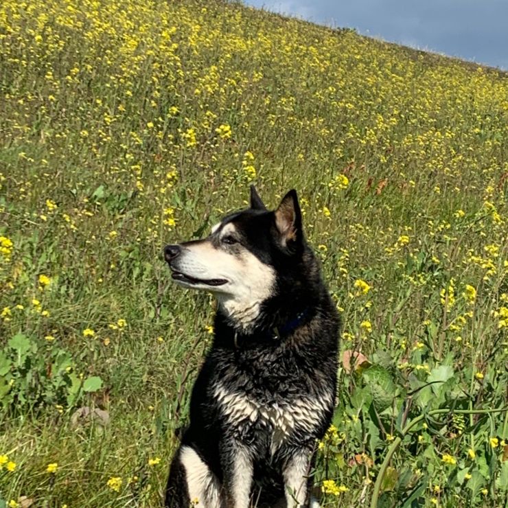 空と菜花と犬