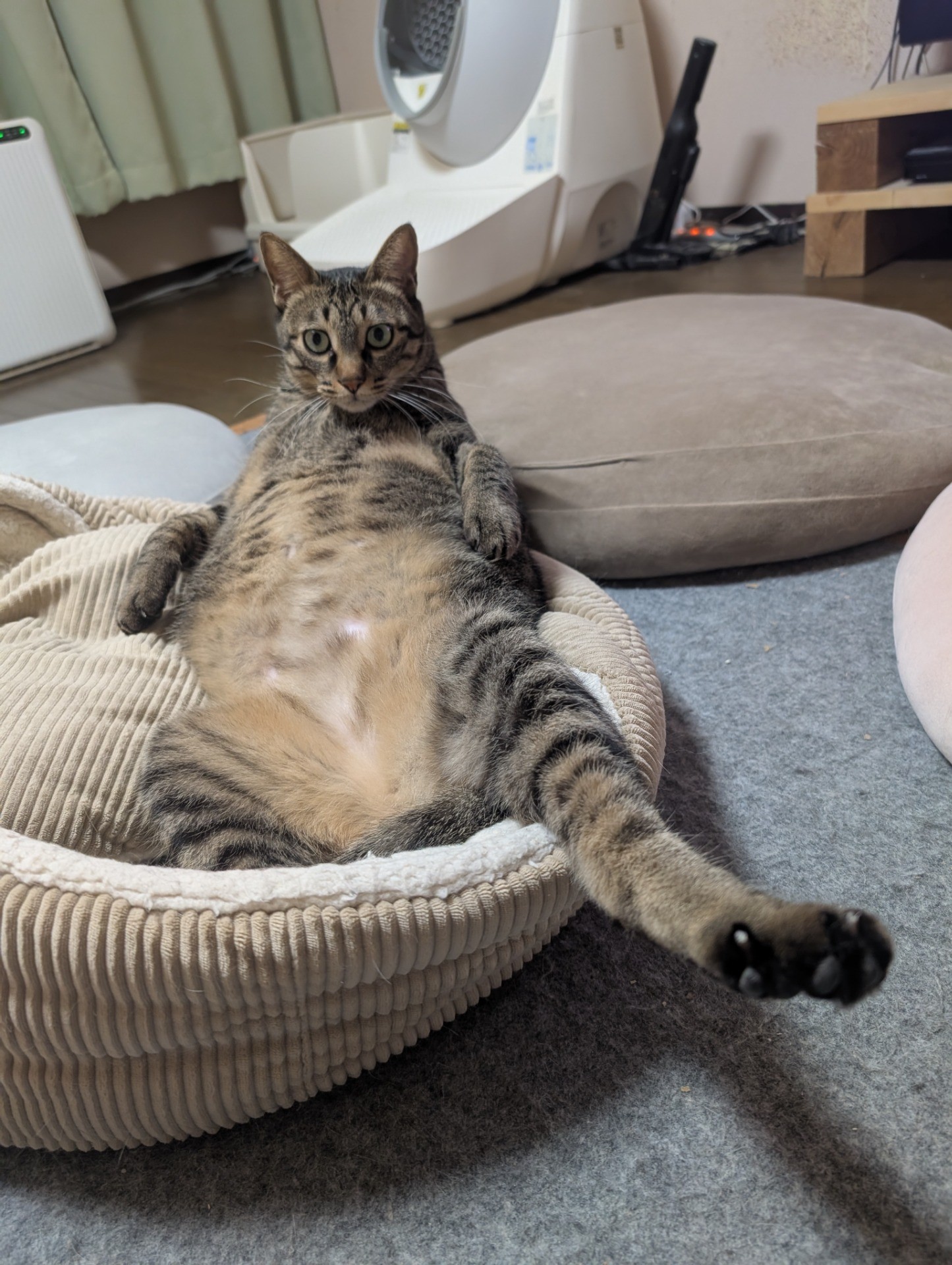 我が家の親分