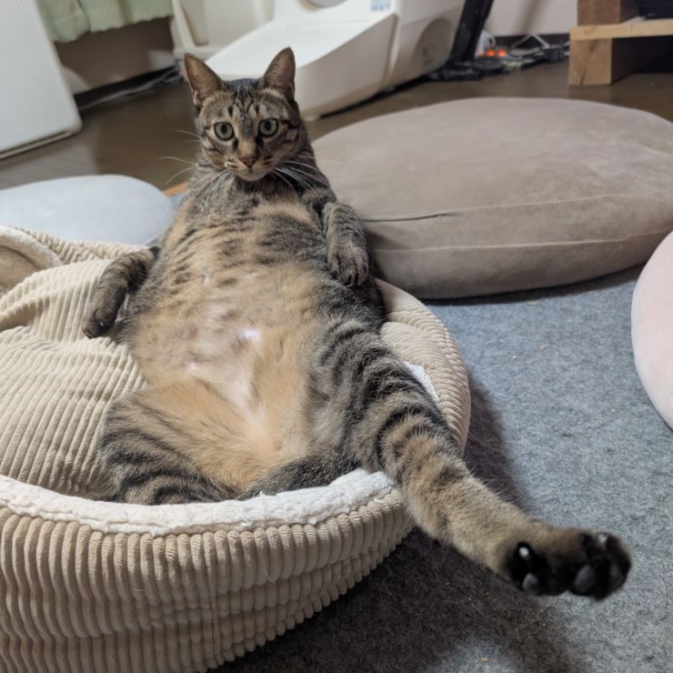 我が家の親分