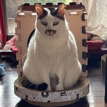私の名前はりんですがなにか？