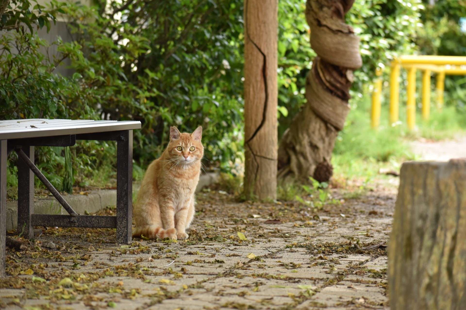 公園の守りねこ