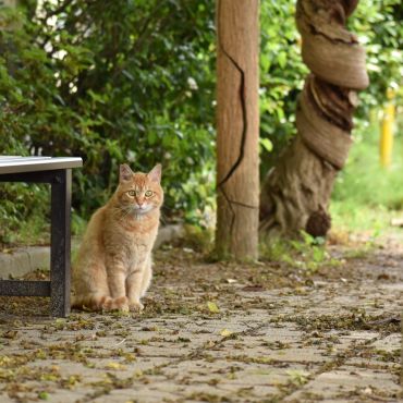 公園の守りねこ