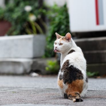ちょいワル