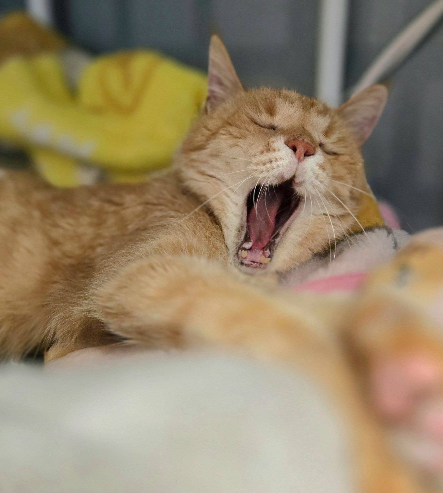 ふっふぁーーーぁ（´Ｏ｀）ｚｚｚ