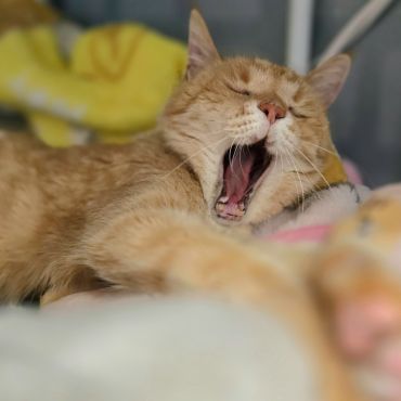ふっふぁーーーぁ（´Ｏ｀）ｚｚｚ
