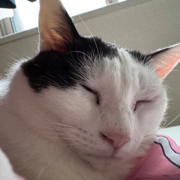 保護猫から家族へ
