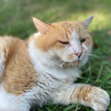 家族を亡くし家族に捨てられ、地域猫にもなれなかったチャ－ちゃん