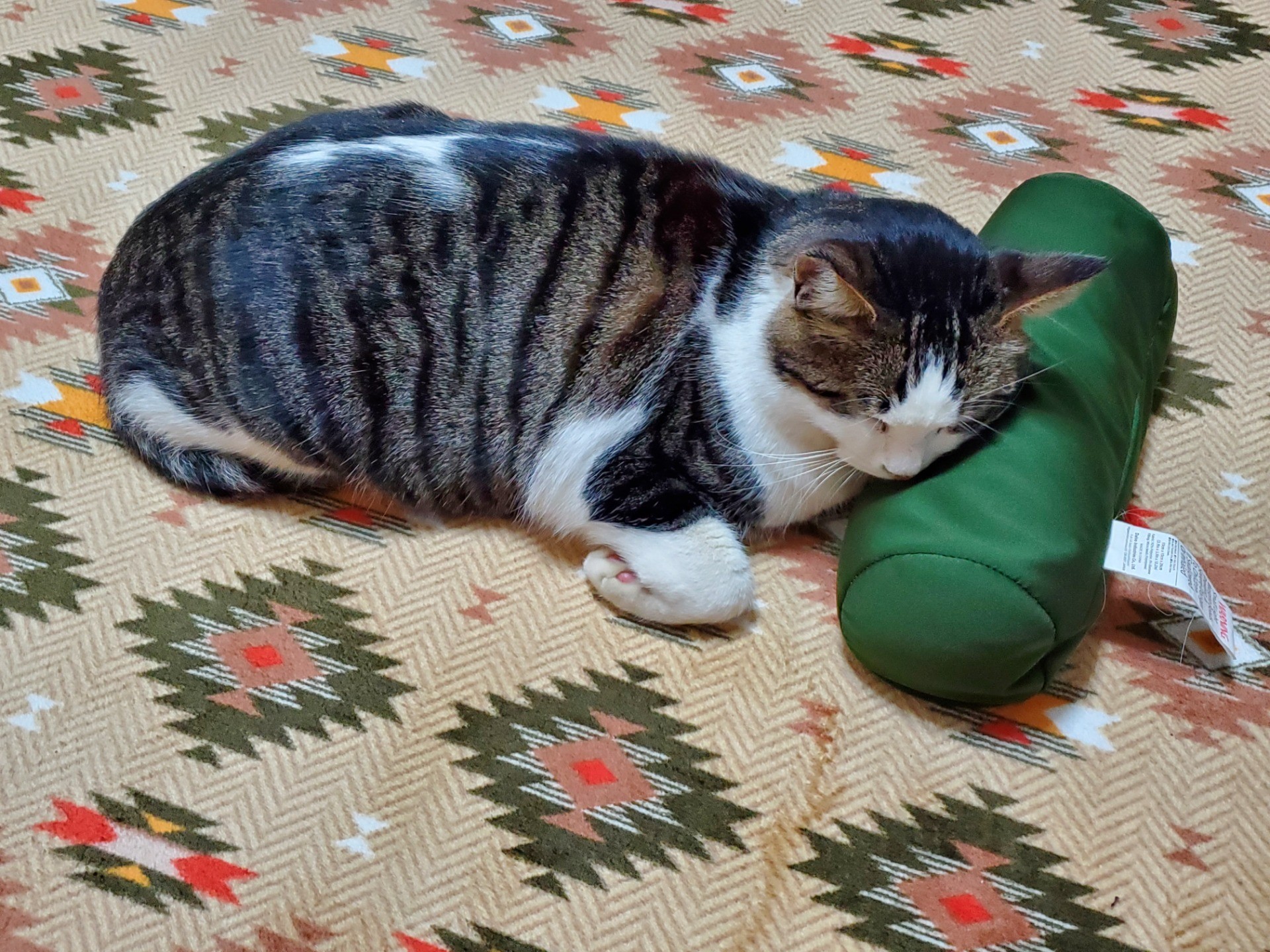 ペロちゃん。枕でお休み中。