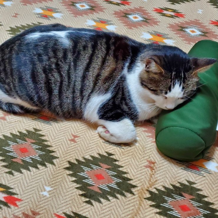 ペロちゃん。枕でお休み中。