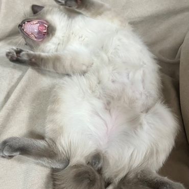 のびのび