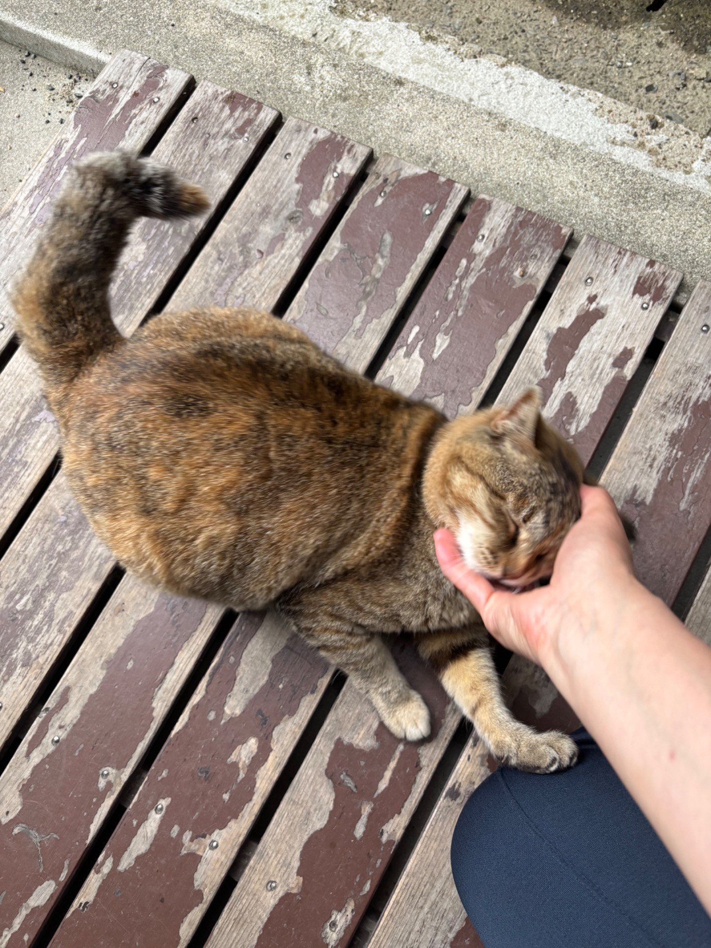 いのちつないだ！