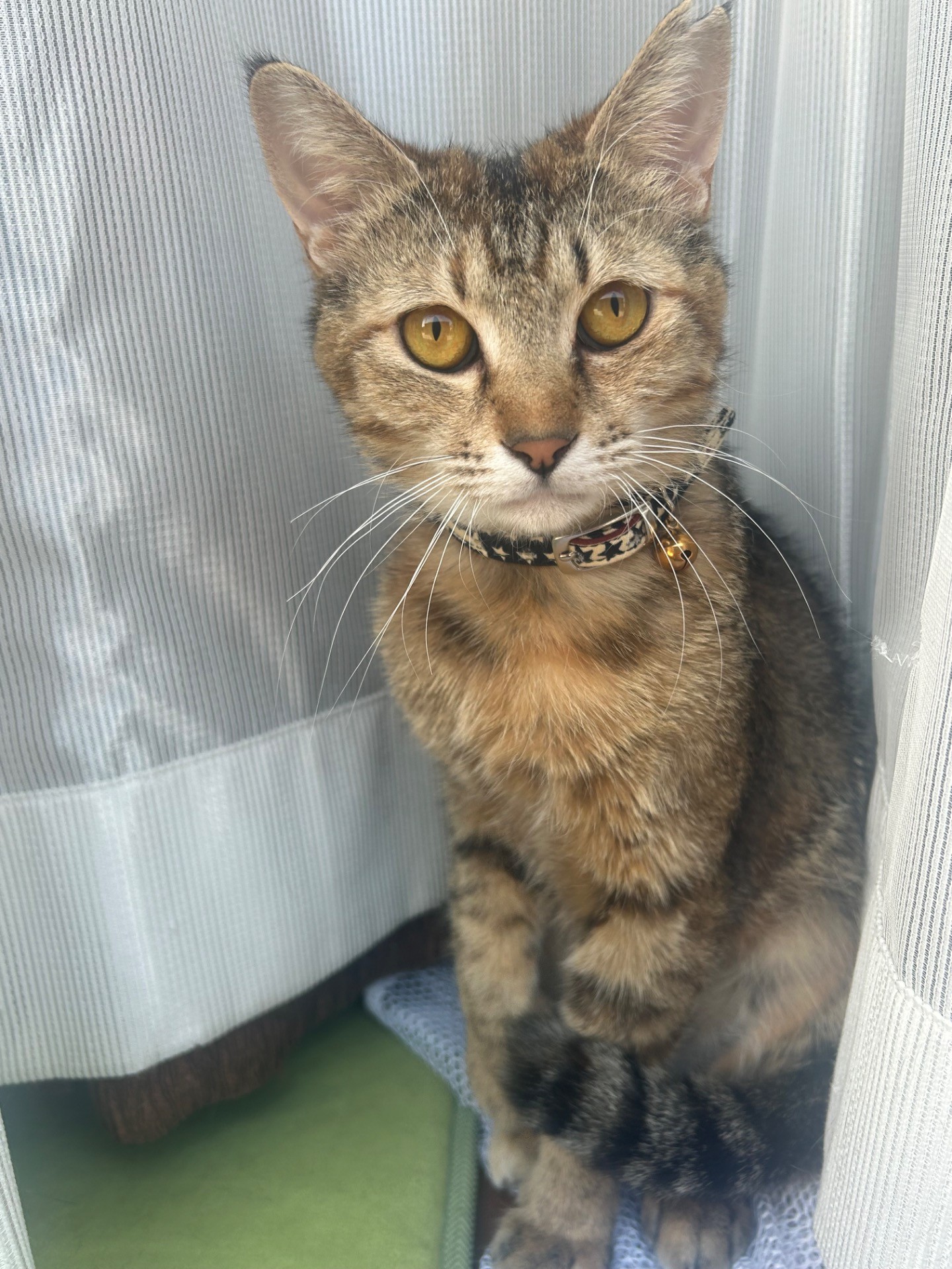 突如現れた野良猫ちゃん
