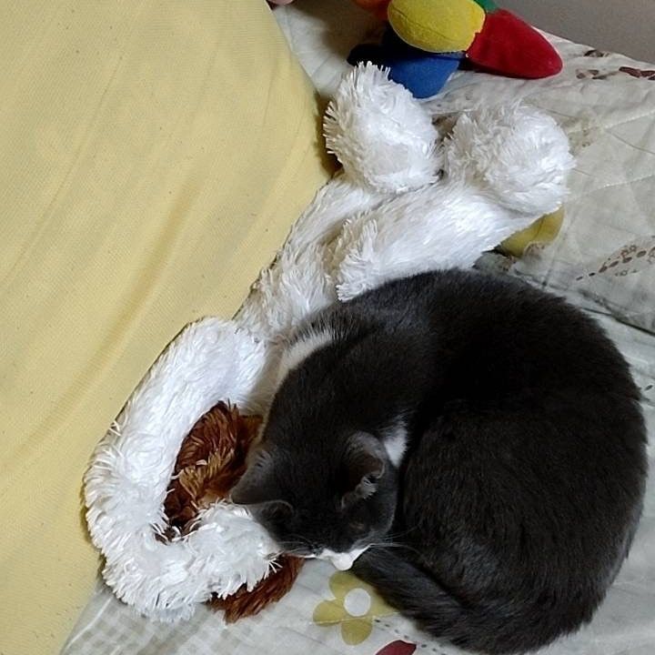 甘え上手なさくらねこ