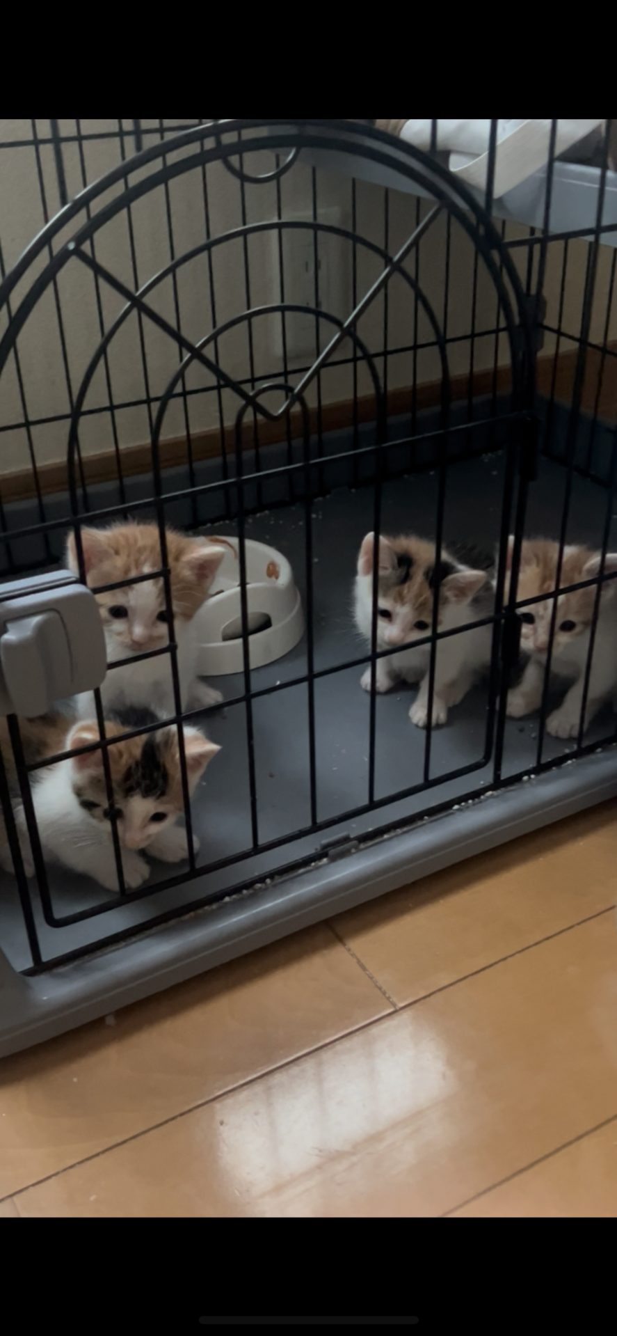 いのちつないだ4ニャンズ