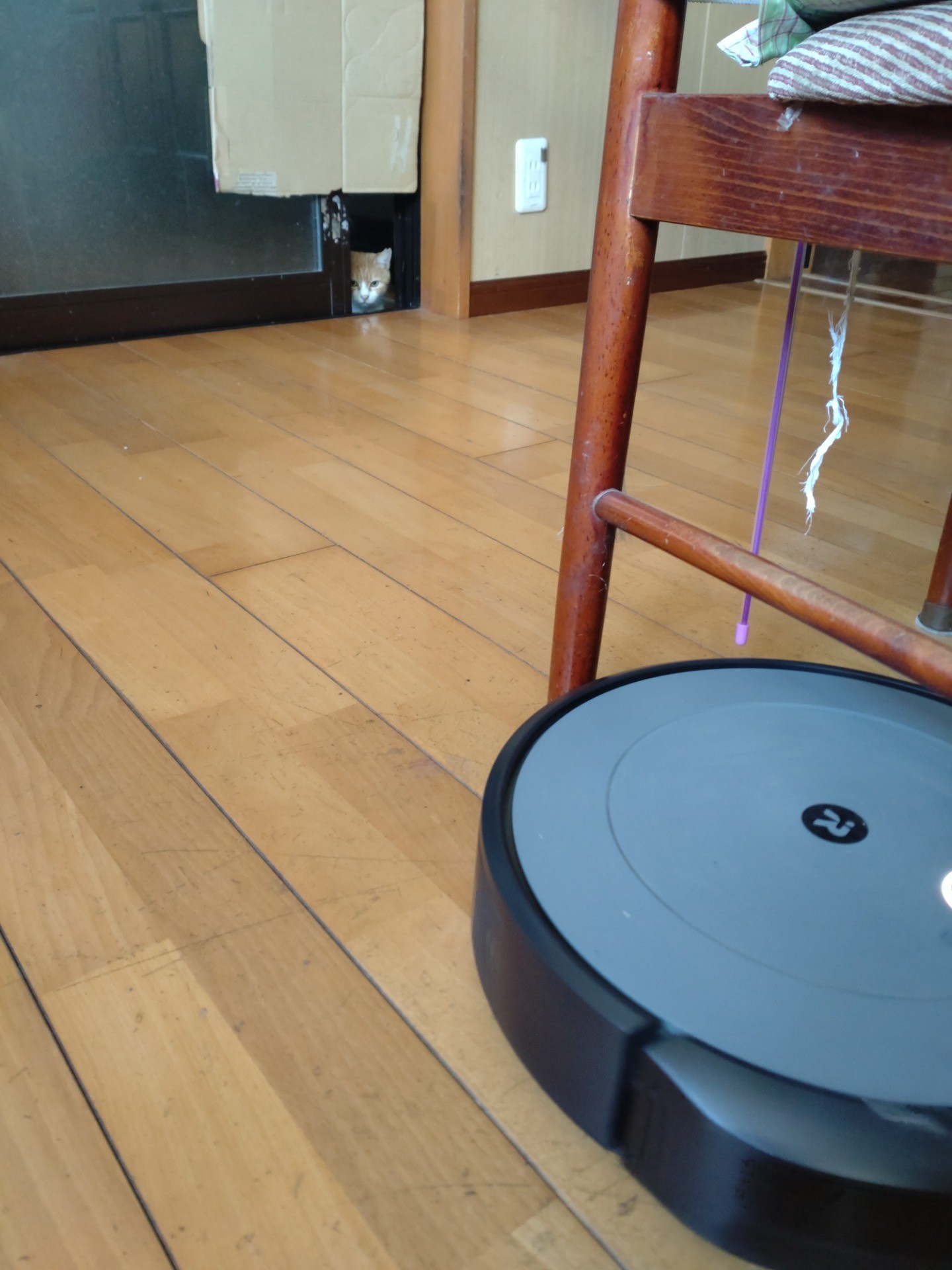 あっ、あれはなんだニャ？