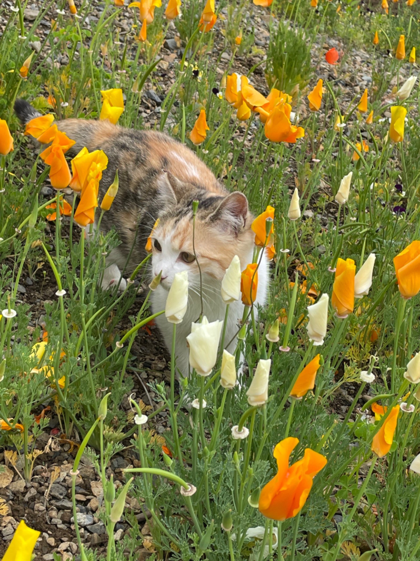 お花の香り
