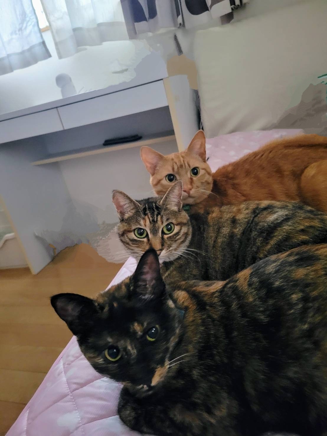 みんな保護猫