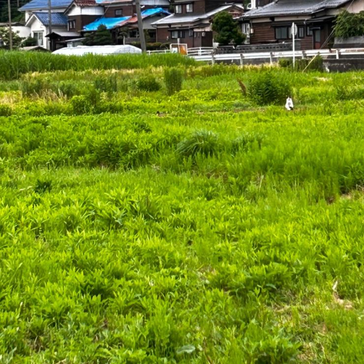 緑のなかにもおぅ発見！