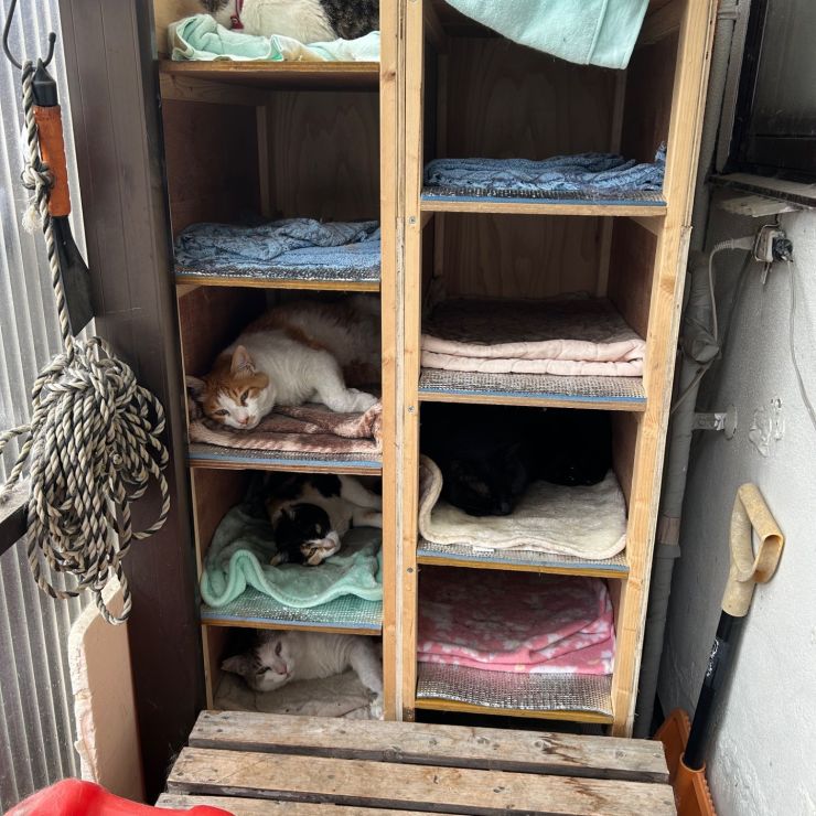 猫マンション