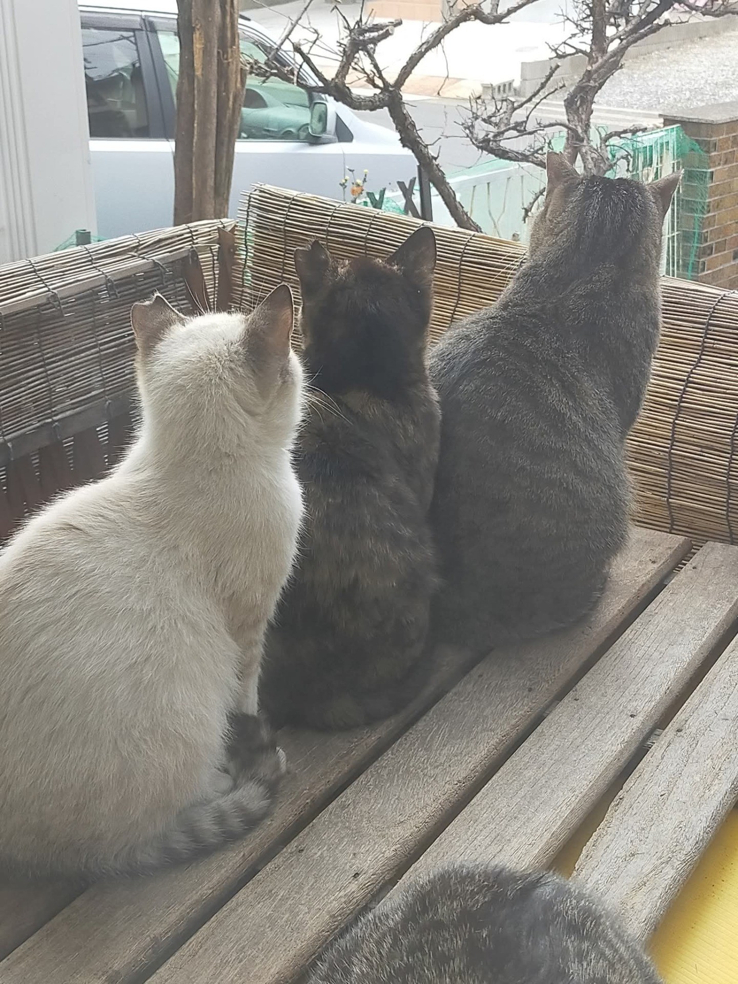 さくらねこ親子