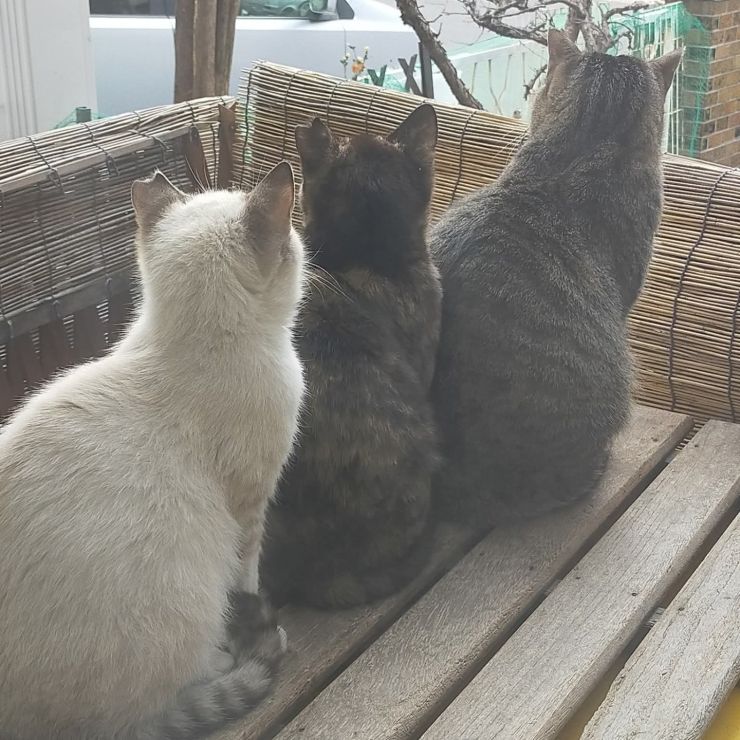 さくらねこ親子