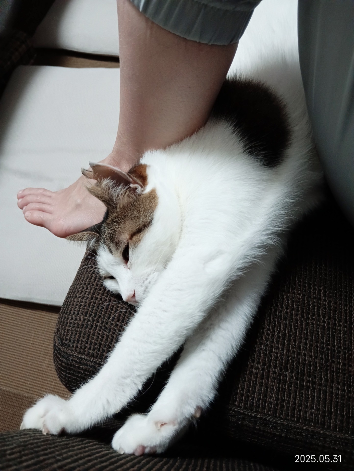 のびぃぃぃ〜