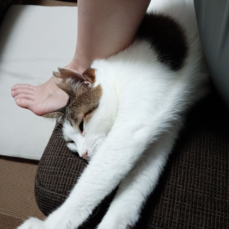 のびぃぃぃ〜