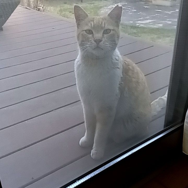 ごはんくださいにゃん