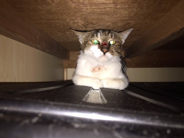 屋根裏の僕！