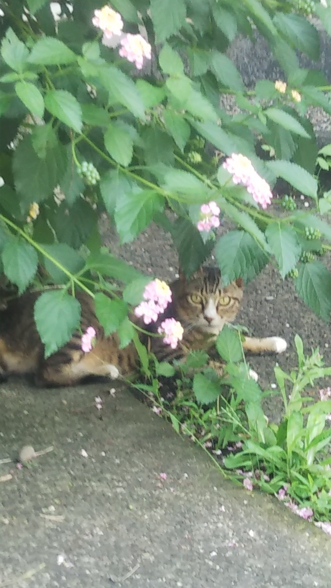 隠れてるの。