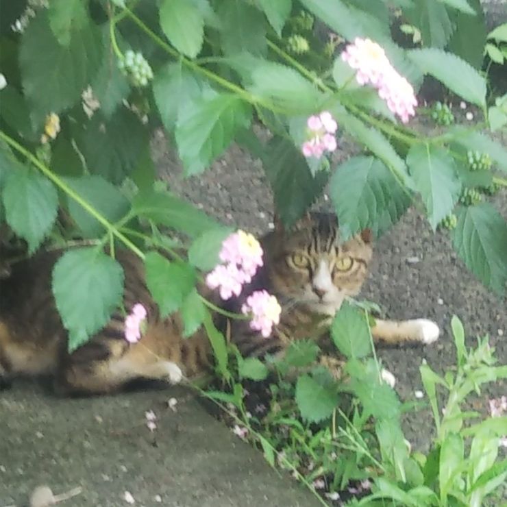 隠れてるの。