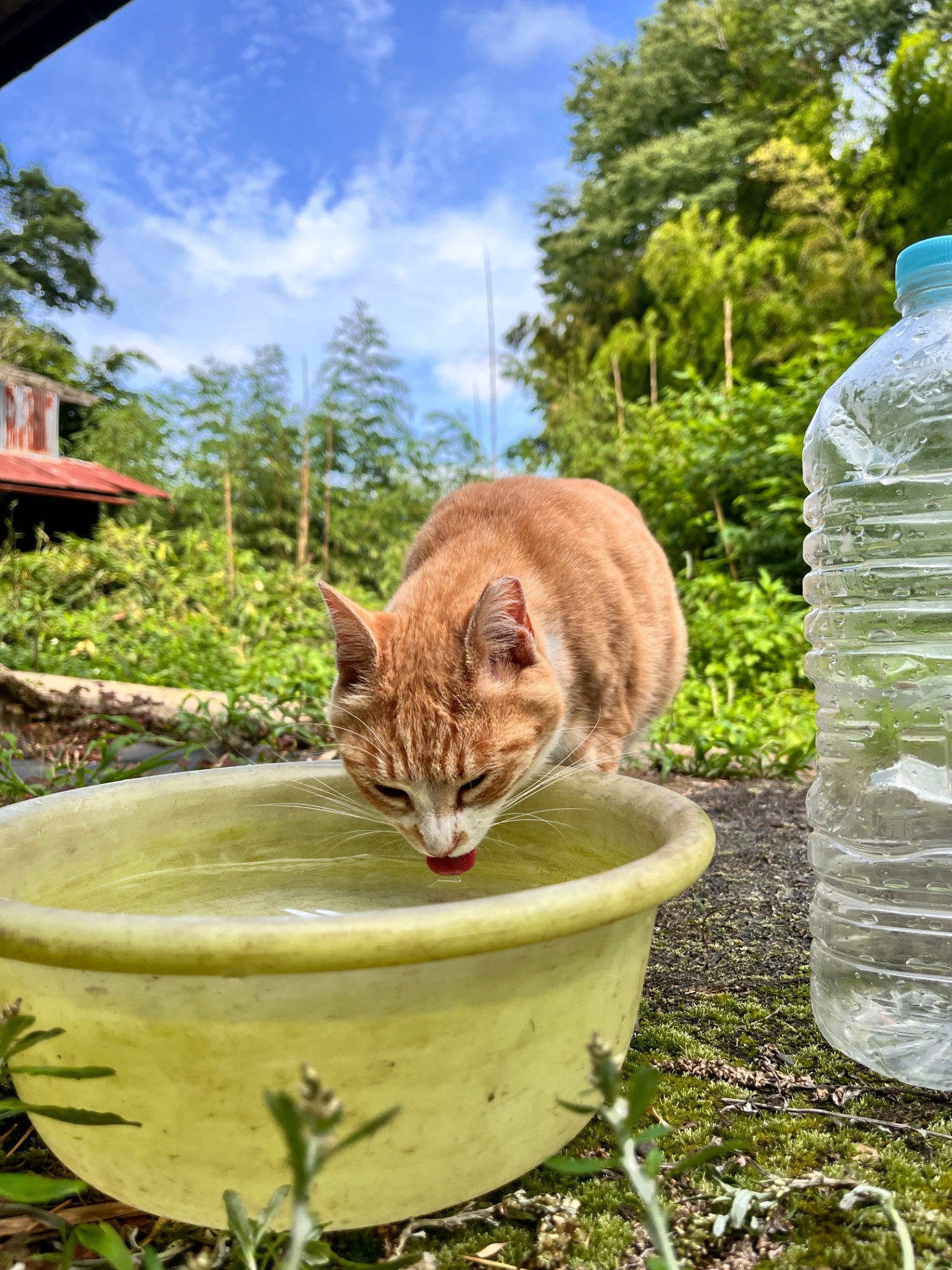 入れたての水は美味しいニャン