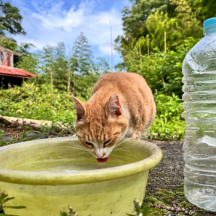 入れたての水は美味しいニャン