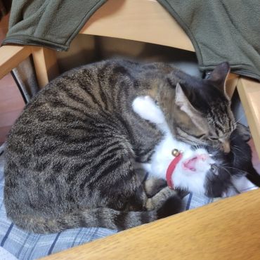 ぺろぺろ攻撃