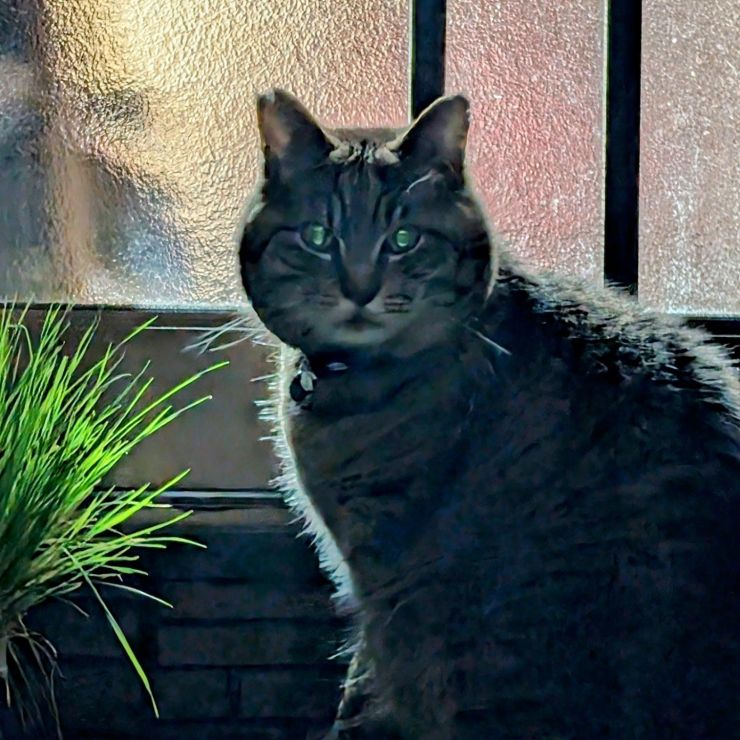 夕ごはん、まだ?