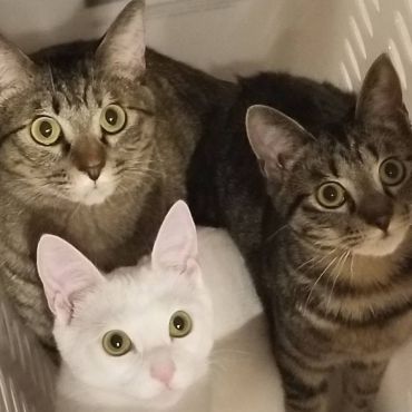 ぎゅうぎゅう