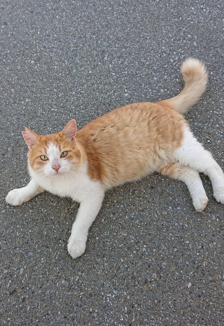 猫がなにか言ってるようです