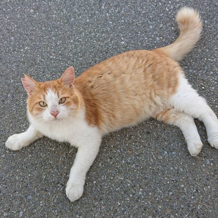 猫がなにか言ってるようです
