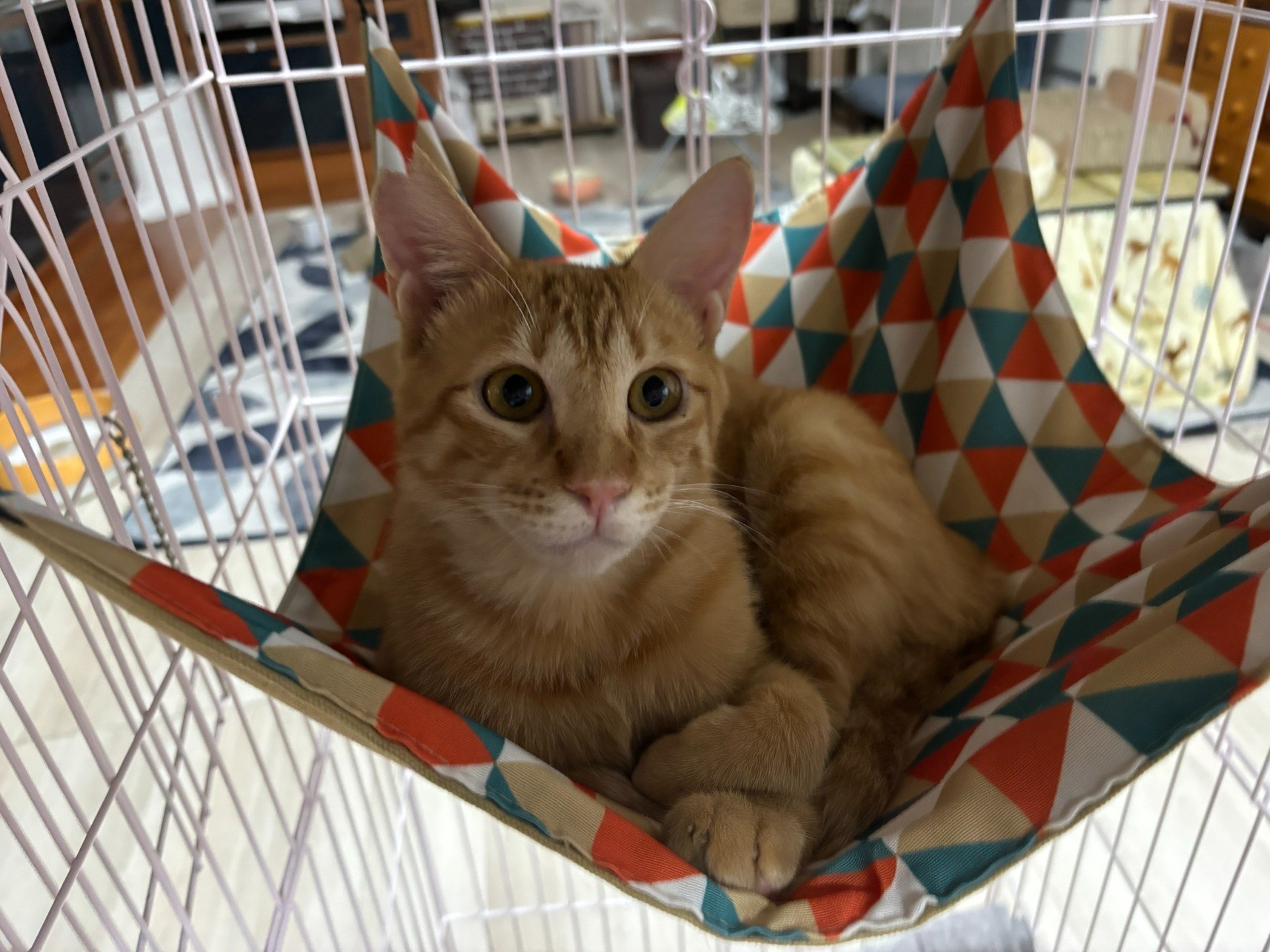 いのちつないだ