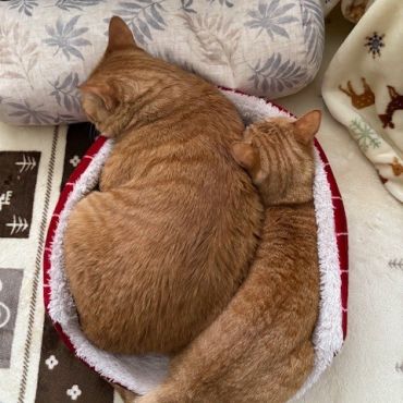 いのちつないだ