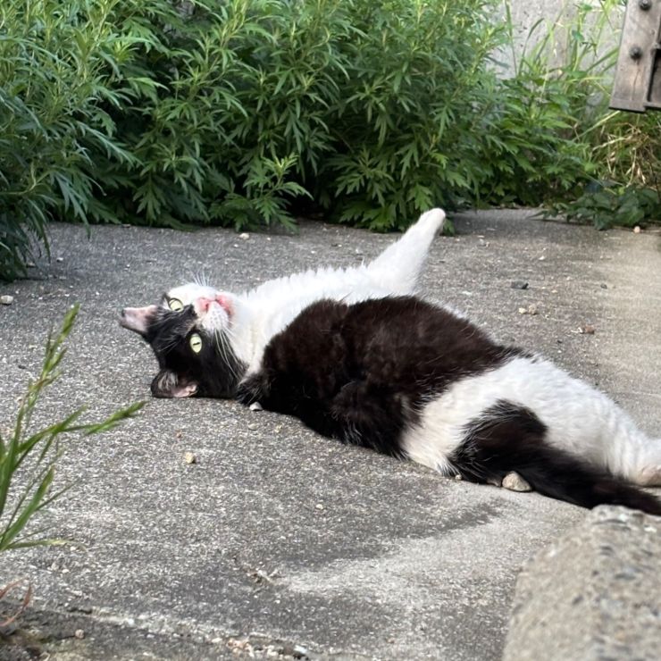 ごちそうさまにゃ