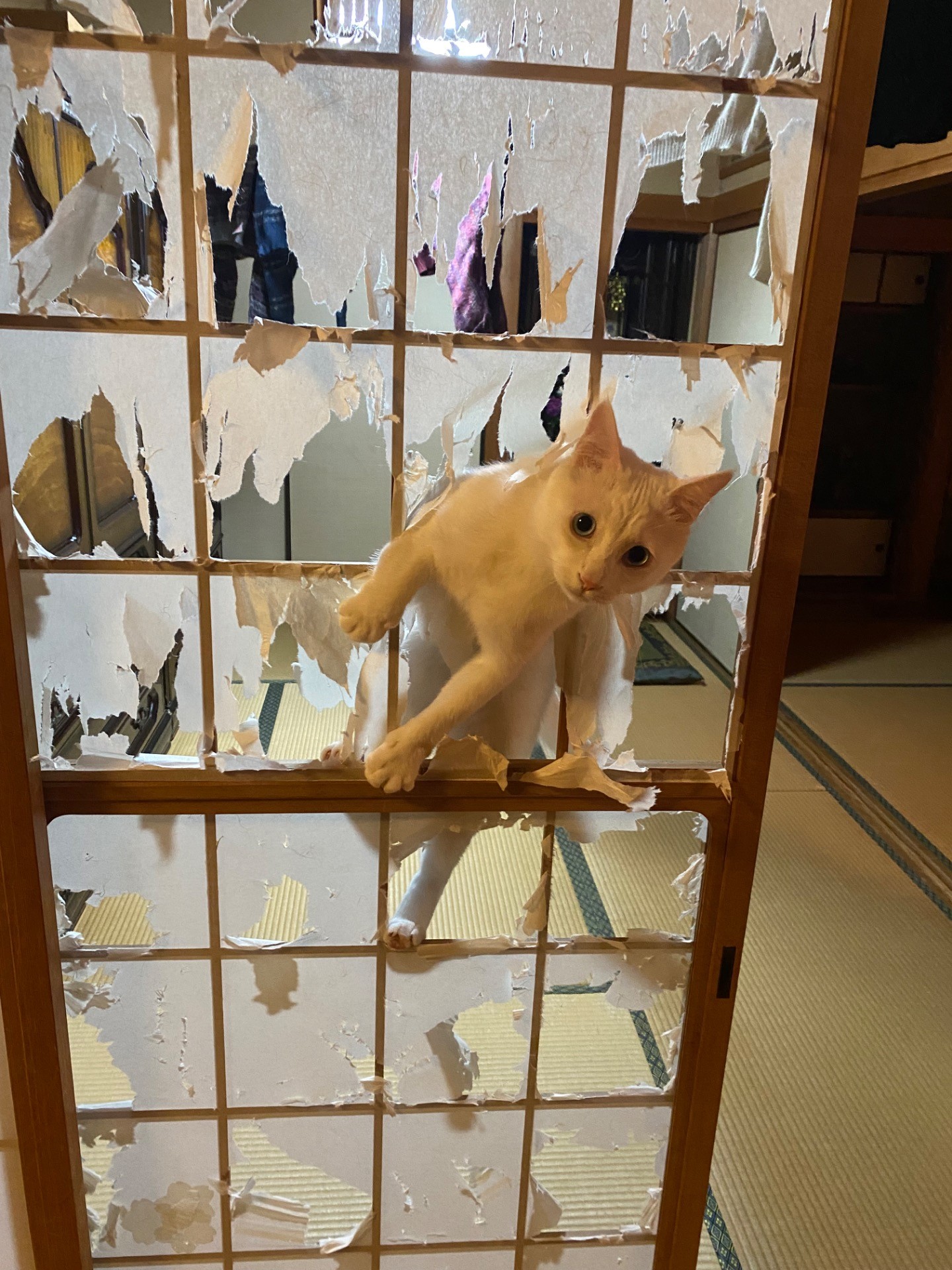 何か用っすか？今忙しいんっすけど。