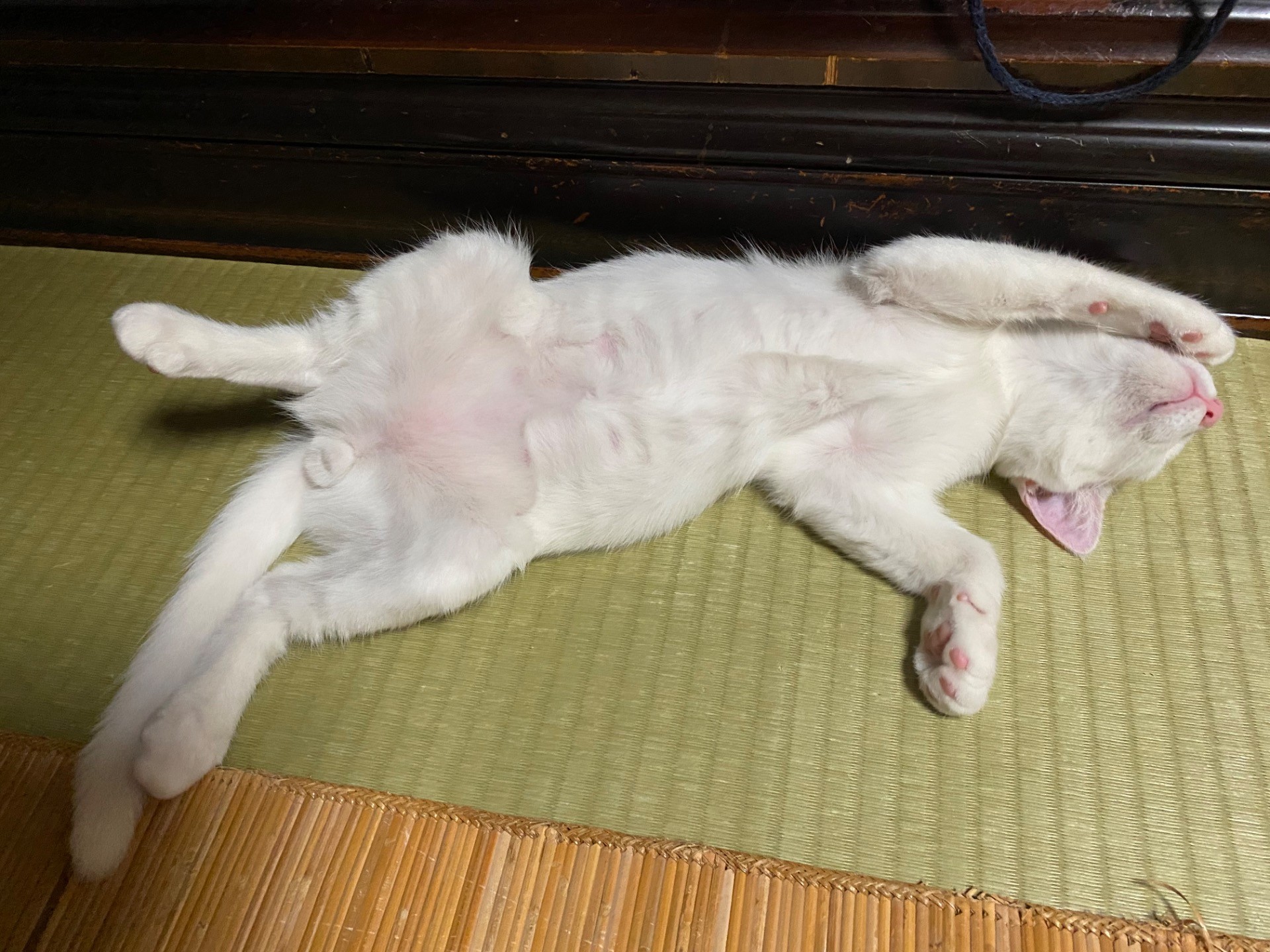 腹いっぱい