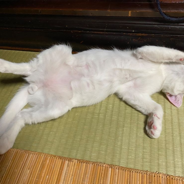 腹いっぱい