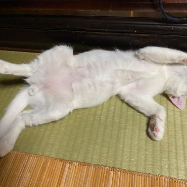 腹いっぱい