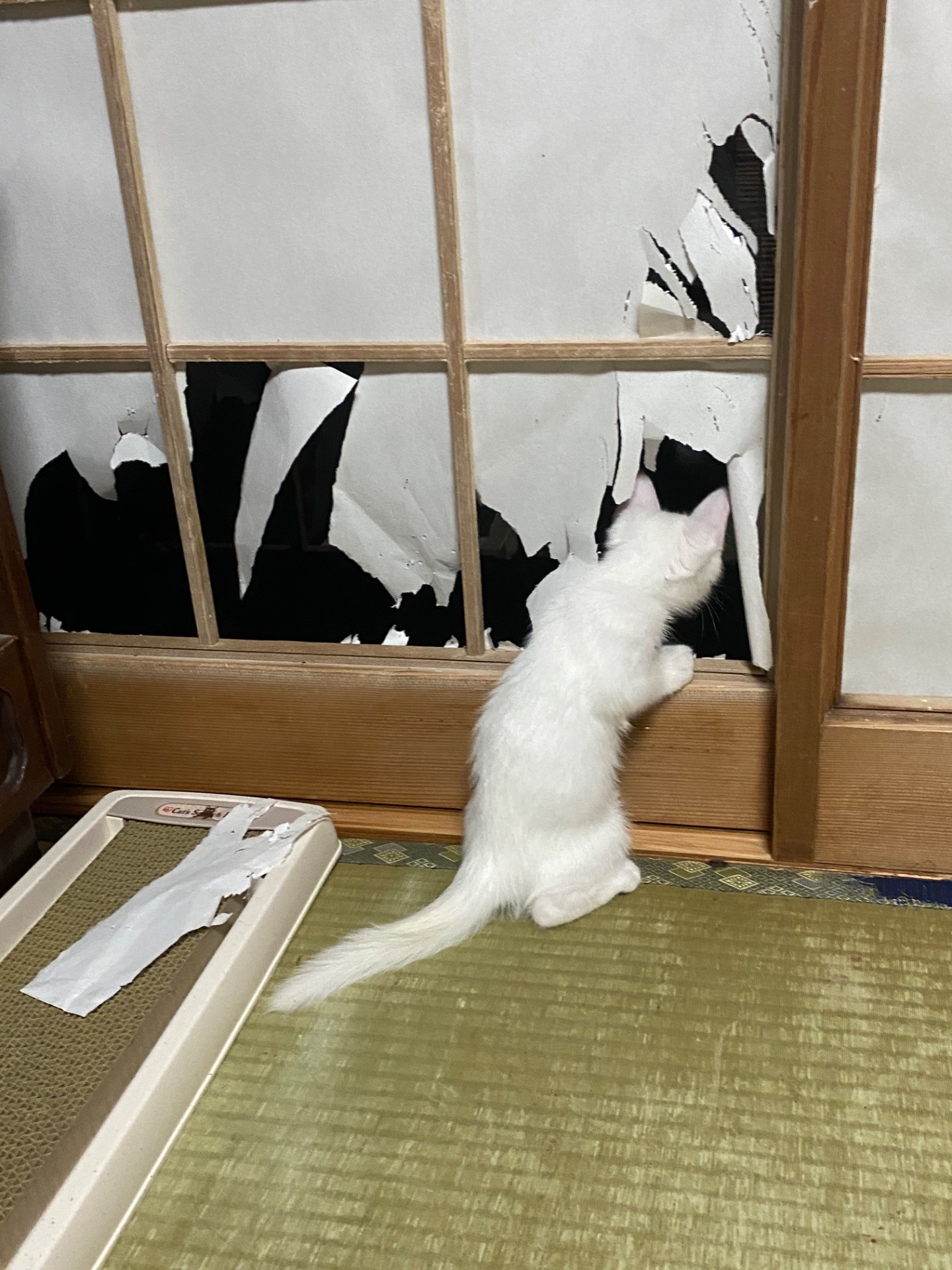 ‼︎