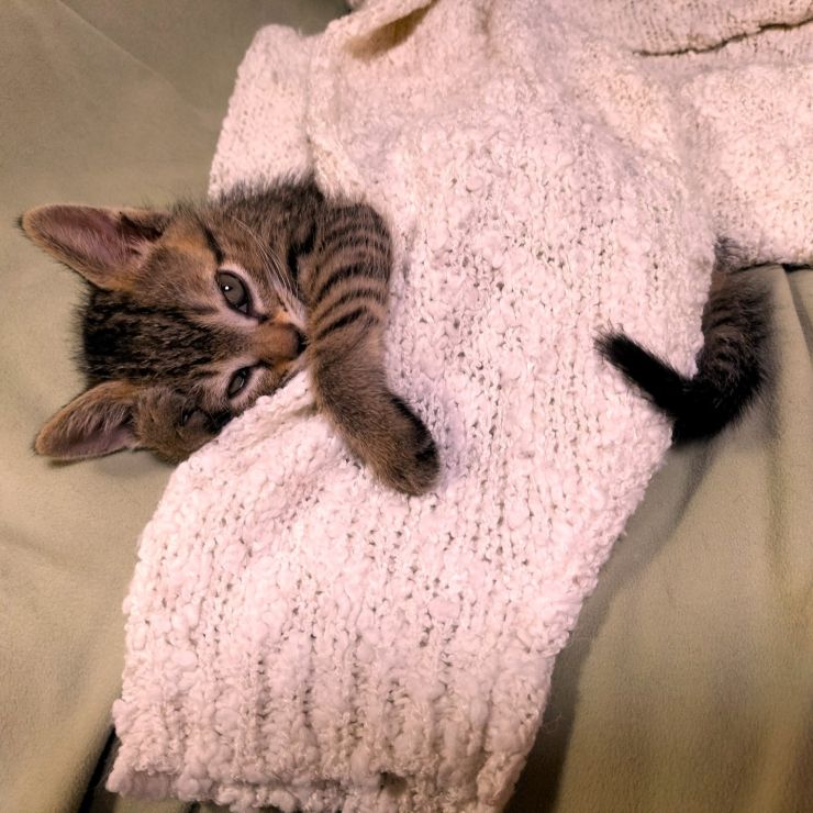 ひとりで眠れるにゃんんん!