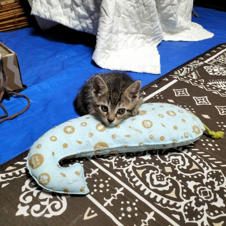 電池切れ寸前にゃん！